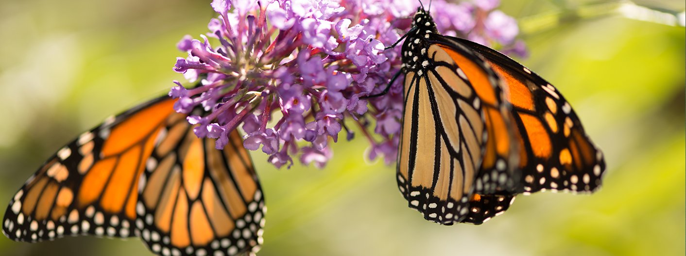 butterflies